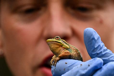 Australian sauna helps save frogs from flesh.
